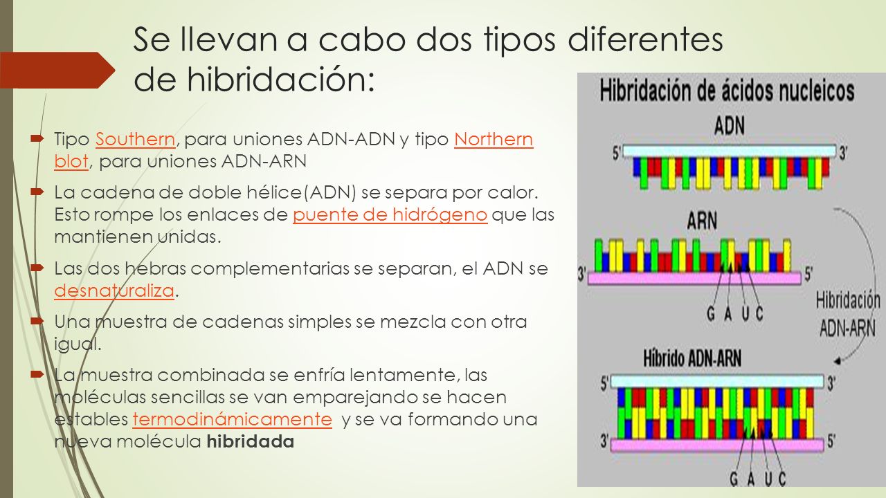 Se llevan a cabo dos tipos diferentes de hibridación: