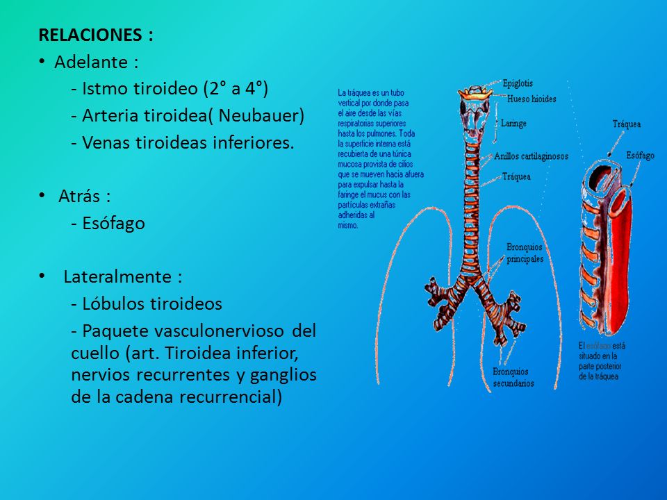 RELACIONES : Adelante : - Istmo tiroideo (2° a 4°) - Arteria tiroidea( Neubauer) - Venas tiroideas inferiores.
