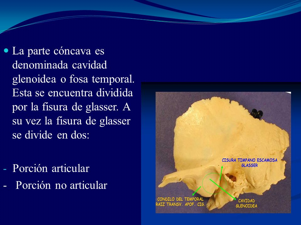 La parte cóncava es denominada cavidad glenoidea o fosa temporal