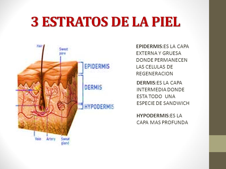 3 ESTRATOS DE LA PIEL EPIDERMIS:ES LA CAPA EXTERNA Y GRUESA DONDE PERMANECEN LAS CELULAS DE REGENERACION.