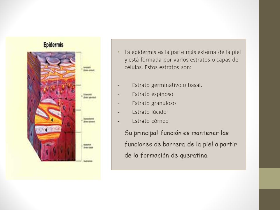 La epidermis es la parte más externa de la piel y está formada por varios estratos o capas de células. Estos estratos son: