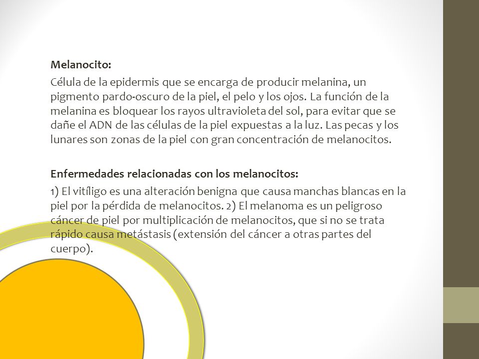 Melanocito: Célula de la epidermis que se encarga de producir melanina, un pigmento pardo-oscuro de la piel, el pelo y los ojos.