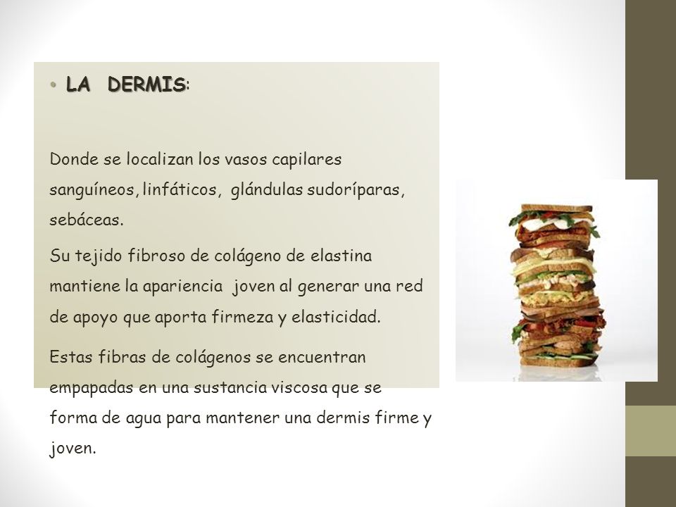 LA DERMIS: Donde se localizan los vasos capilares sanguíneos, linfáticos, glándulas sudoríparas, sebáceas.