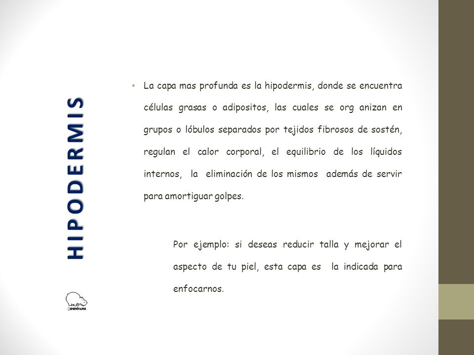 La capa mas profunda es la hipodermis, donde se encuentra células grasas o adipositos, las cuales se org anizan en grupos o lóbulos separados por tejidos fibrosos de sostén, regulan el calor corporal, el equilibrio de los líquidos internos, la eliminación de los mismos además de servir para amortiguar golpes.
