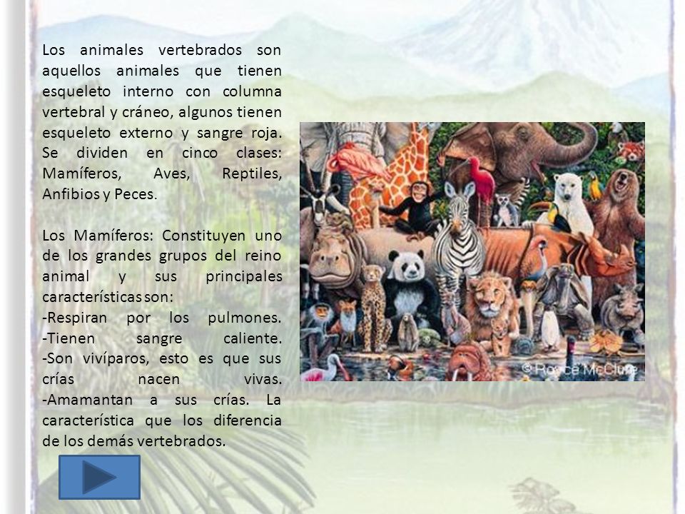 Los animales vertebrados son aquellos animales que tienen esqueleto interno con columna vertebral y cráneo, algunos tienen esqueleto externo y sangre roja. Se dividen en cinco clases: Mamíferos, Aves, Reptiles, Anfibios y Peces.