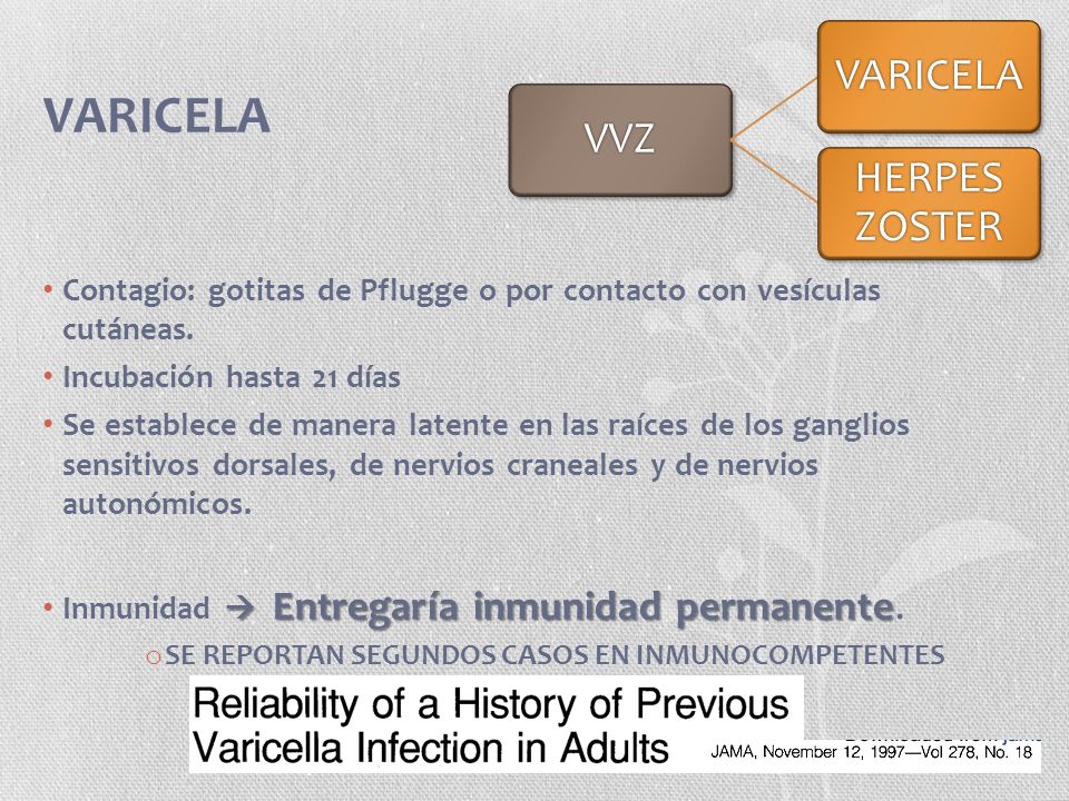 VVZ VARICELA. HERPES ZOSTER. VARICELA. Contagio: gotitas de Pflugge o por contacto con vesículas cutáneas.