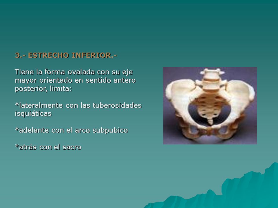 3.- ESTRECHO INFERIOR.- Tiene la forma ovalada con su eje mayor orientado en sentido antero posterior, limita: