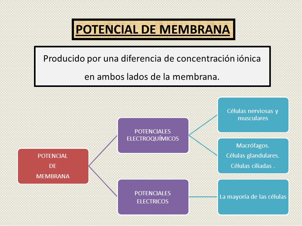 POTENCIAL DE MEMBRANA Producido por una diferencia de concentración iónica en ambos lados de la membrana.