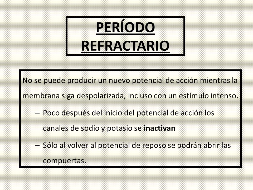 PERÍODO REFRACTARIO No se puede producir un nuevo potencial de acción mientras la membrana siga despolarizada, incluso con un estímulo intenso.