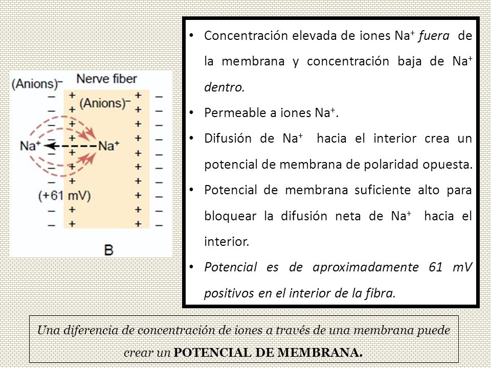Concentración elevada de iones Na+ fuera de la membrana y concentración baja de Na+ dentro.