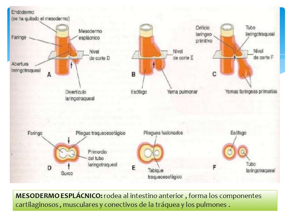 MESODERMO ESPLÁCNICO: rodea al intestino anterior , forma los componentes cartilaginosos , musculares y conectivos de la tráquea y los pulmones .
