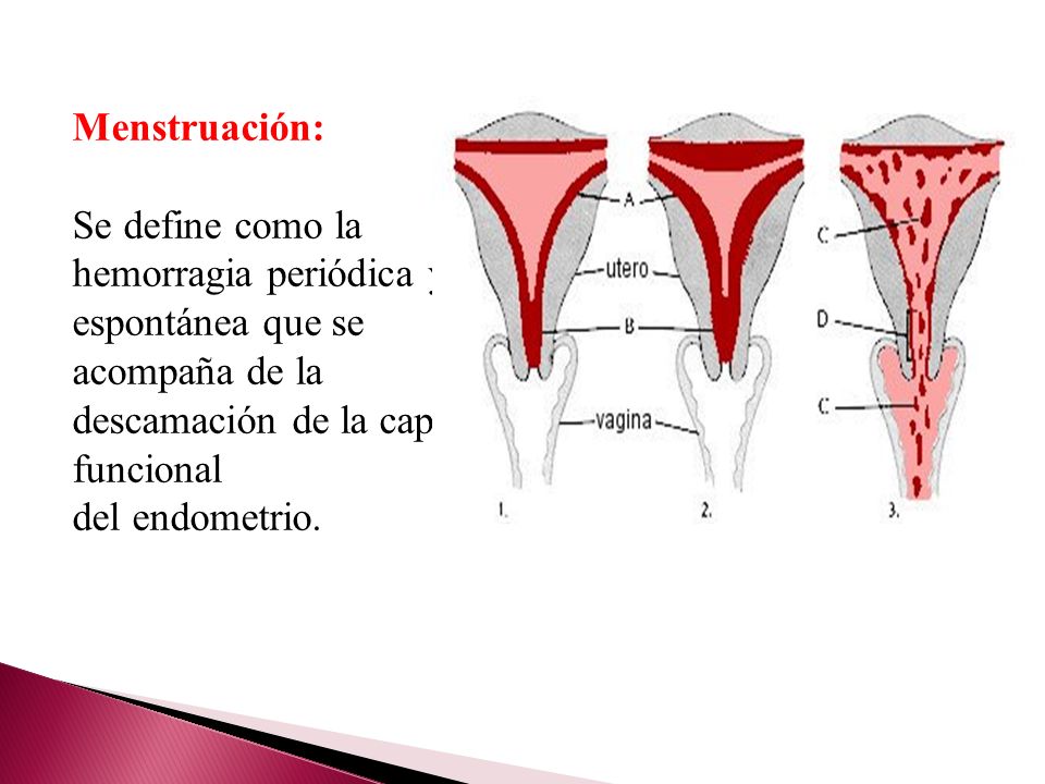 Menstruación: Se define como la hemorragia periódica y espontánea que se acompaña de la descamación de la capa funcional.