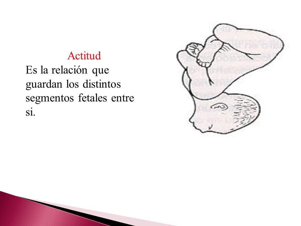 Actitud Es la relación que guardan los distintos segmentos fetales entre si.