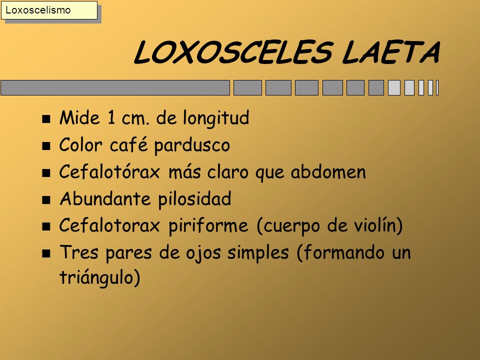 LOXOSCELES LAETA Mide 1 cm. de longitud Color café pardusco