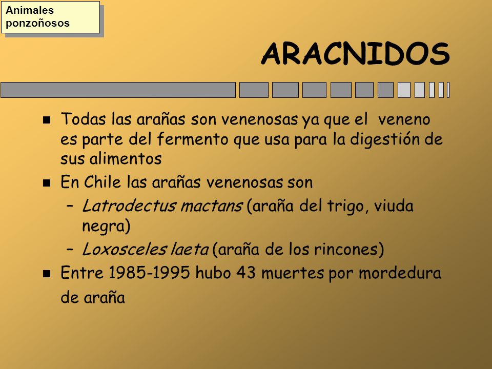 Animales ponzoñosos ARACNIDOS. Todas las arañas son venenosas ya que el veneno es parte del fermento que usa para la digestión de sus alimentos.