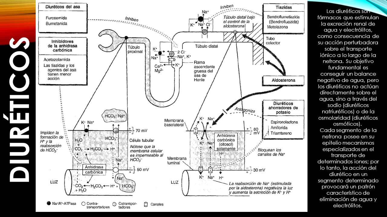 Los diuréticos son fármacos que estimulan la excreción renal de agua y electrólitos, como consecuencia de su acción perturbadora sobre el transporte iónico a lo largo de la nefrona. Su objetivo fundamental es conseguir un balance negativo de agua, pero los diuréticos no actúan directamente sobre el agua, sino a través del sodio (diuréticos natriuréticos) o de la osmolaridad (diuréticos osmóticos).
