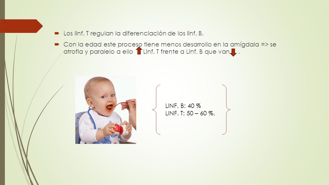 Los linf. T regulan la diferenciación de los linf. B.