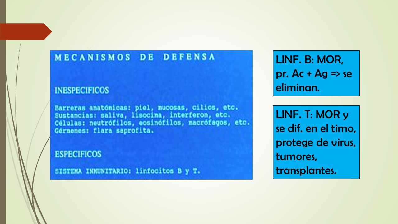 LINF. B: MOR, pr. Ac + Ag => se eliminan.