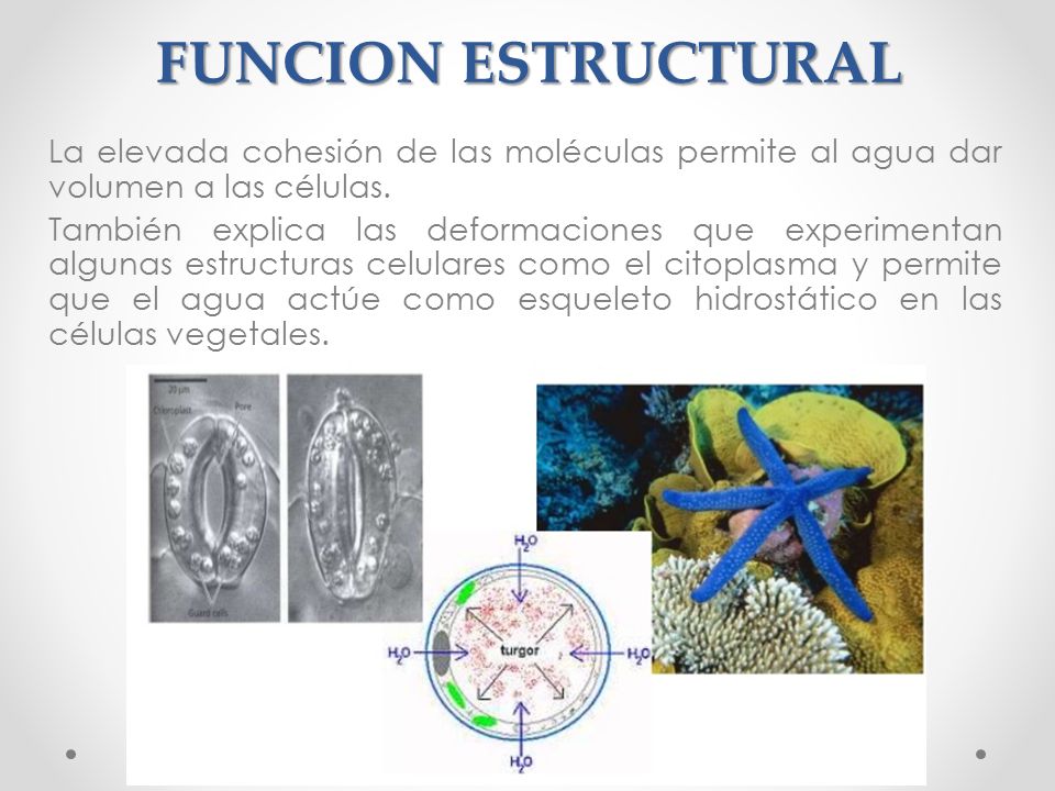 FUNCION ESTRUCTURAL La elevada cohesión de las moléculas permite al agua dar volumen a las células.