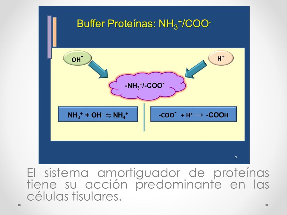 El sistema amortiguador de proteínas tiene su acción predominante en las células tisulares.