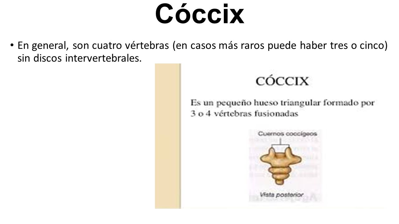 Cóccix En general, son cuatro vértebras (en casos más raros puede haber tres o cinco) sin discos intervertebrales.