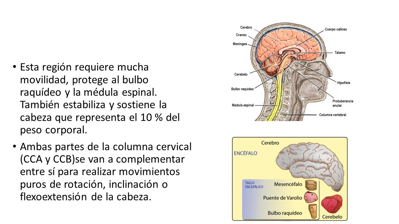 Esta región requiere mucha movilidad, protege al bulbo raquídeo y la médula espinal. También estabiliza y sostiene la cabeza que representa el 10 % del peso corporal.