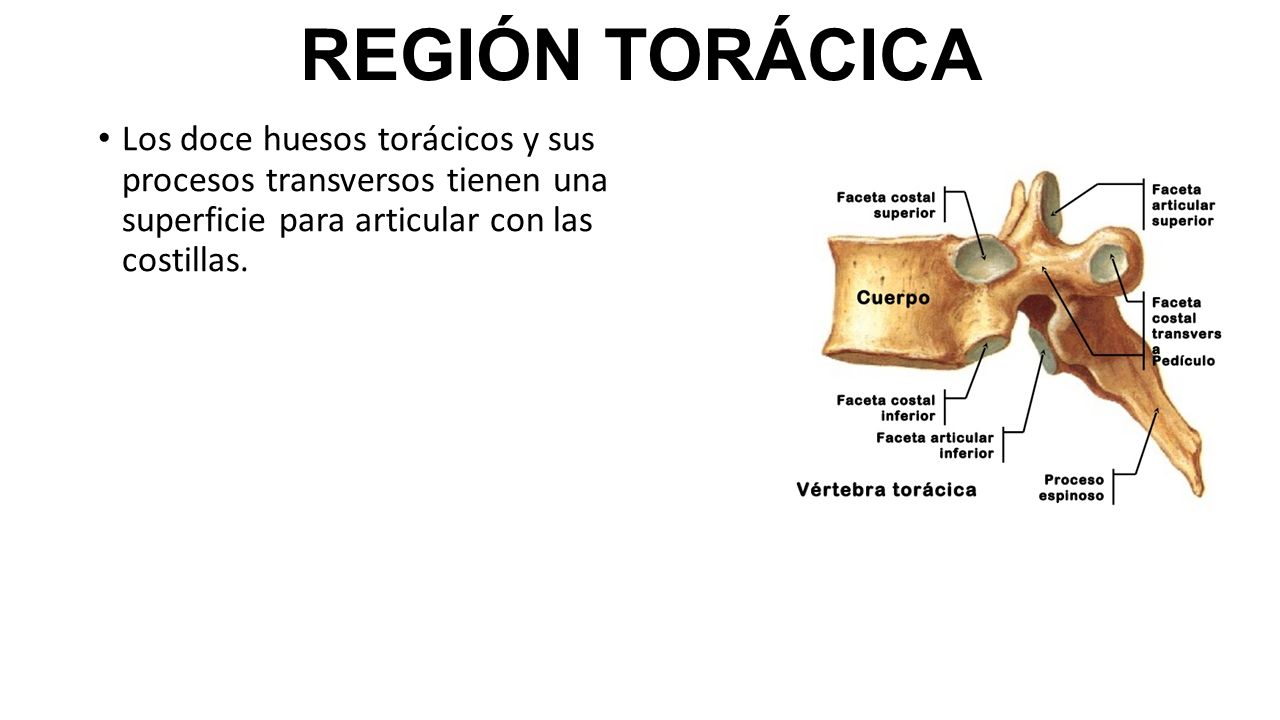 REGIÓN TORÁCICA Los doce huesos torácicos y sus procesos transversos tienen una superficie para articular con las costillas.