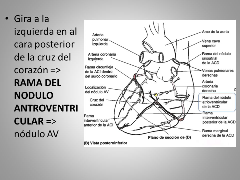 Gira a la izquierda en al cara posterior de la cruz del corazón => RAMA DEL NODULO ANTROVENTRICULAR => nódulo AV