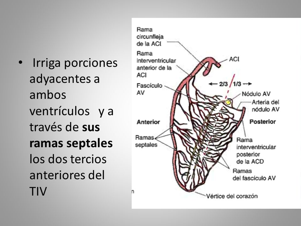 Irriga porciones adyacentes a ambos ventrículos y a través de sus ramas septales los dos tercios anteriores del TIV