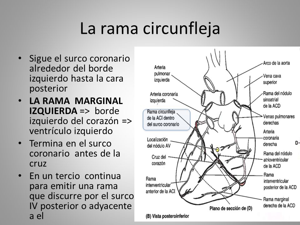 La rama circunfleja Sigue el surco coronario alrededor del borde izquierdo hasta la cara posterior.