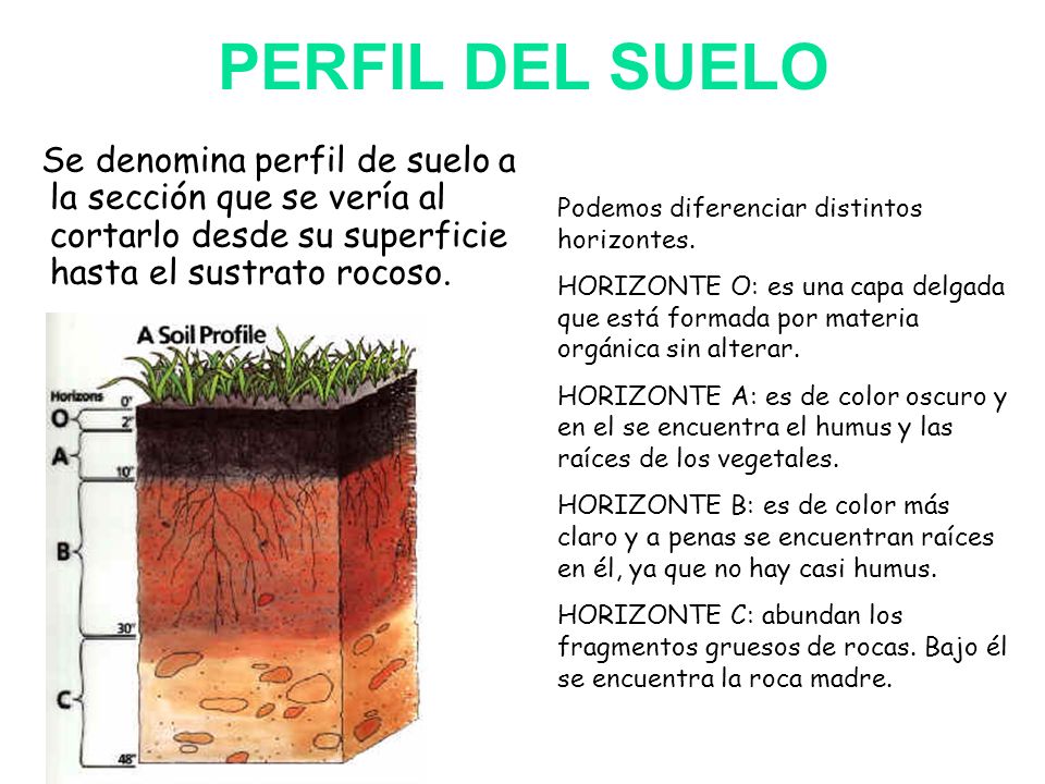 PERFIL DEL SUELO Se denomina perfil de suelo a la sección que se vería al cortarlo desde su superficie hasta el sustrato rocoso.