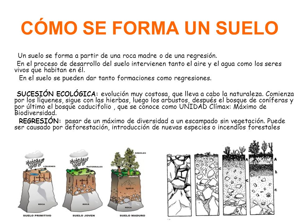 CÓMO SE FORMA UN SUELO Un suelo se forma a partir de una roca madre o de una regresión.