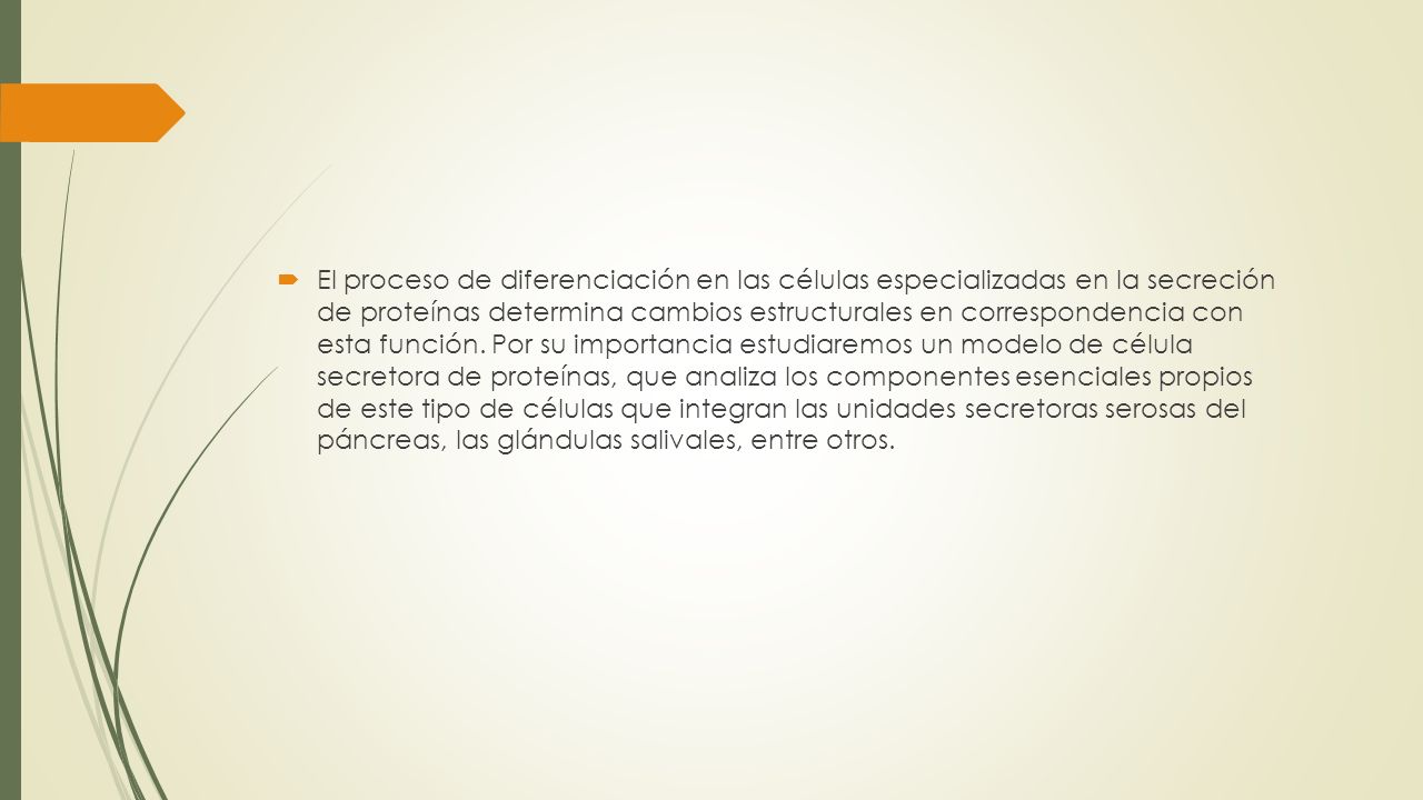 El proceso de diferenciación en las células especializadas en la secreción de proteínas determina cambios estructurales en correspondencia con esta función.