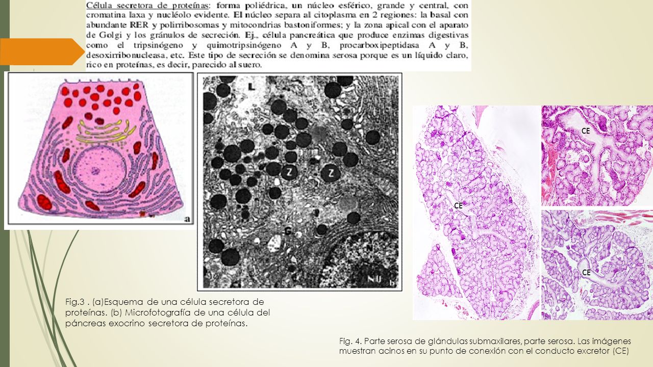 Fig. 3. (a)Esquema de una célula secretora de proteínas