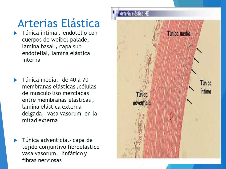 Arterias Elástica Túnica intima .-endotelio con cuerpos de weibel-palade, lamina basal , capa sub endotelial, lamina elástica interna.