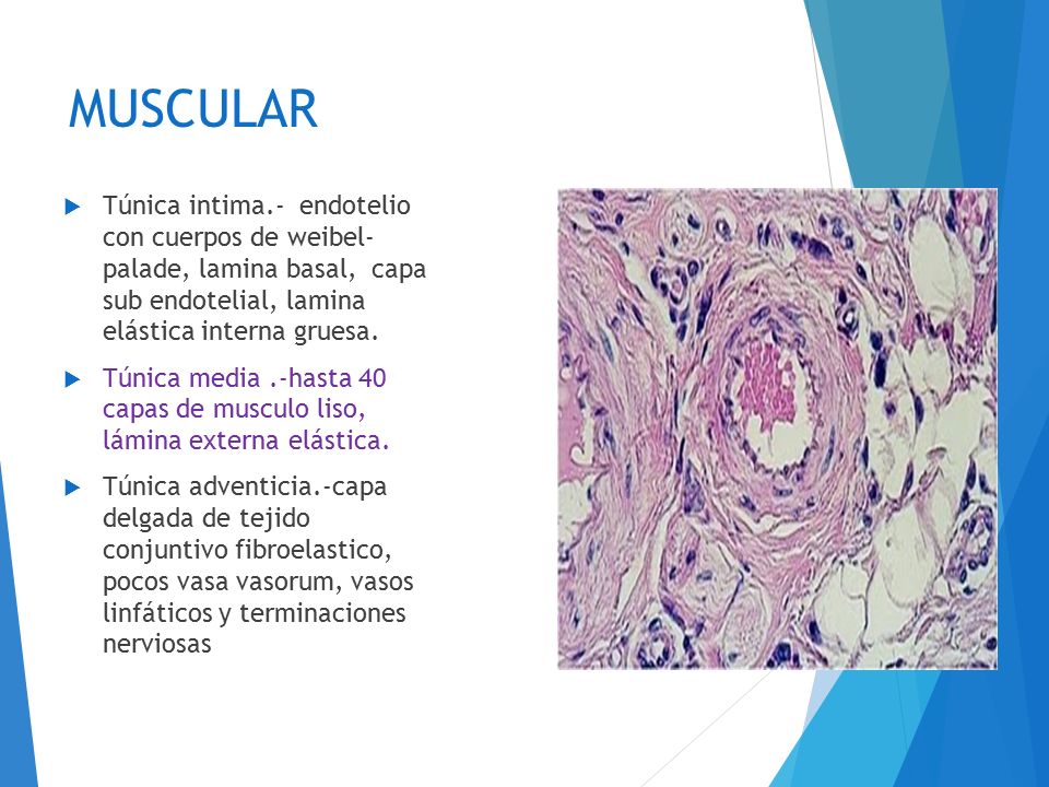 muscular Túnica intima.- endotelio con cuerpos de weibel- palade, lamina basal, capa sub endotelial, lamina elástica interna gruesa.