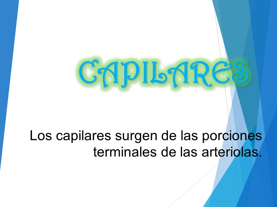 Los capilares surgen de las porciones terminales de las arteriolas.