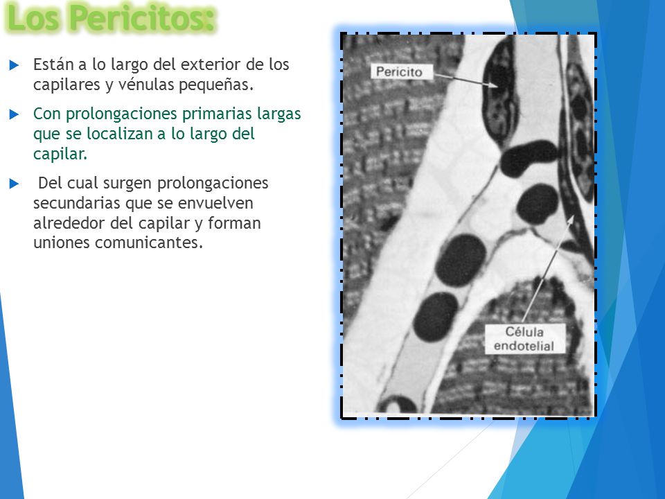 Los Pericitos: Están a lo largo del exterior de los capilares y vénulas pequeñas.