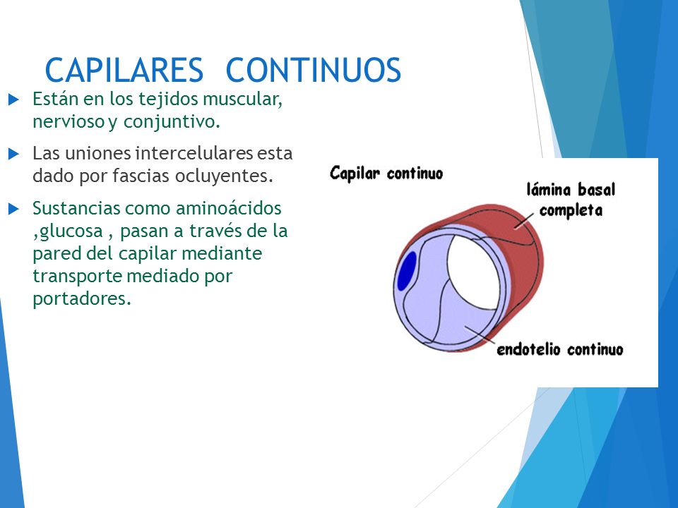 CAPILARES CONTINUOS Están en los tejidos muscular, nervioso y conjuntivo. Las uniones intercelulares esta dado por fascias ocluyentes.