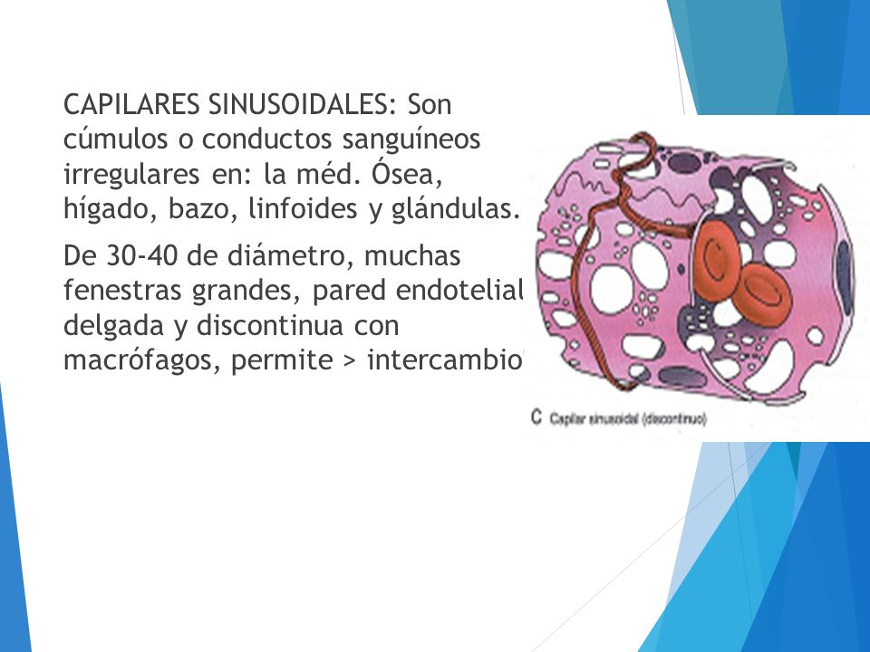 CAPILARES SINUSOIDALES: Son cúmulos o conductos sanguíneos irregulares en: la méd.
