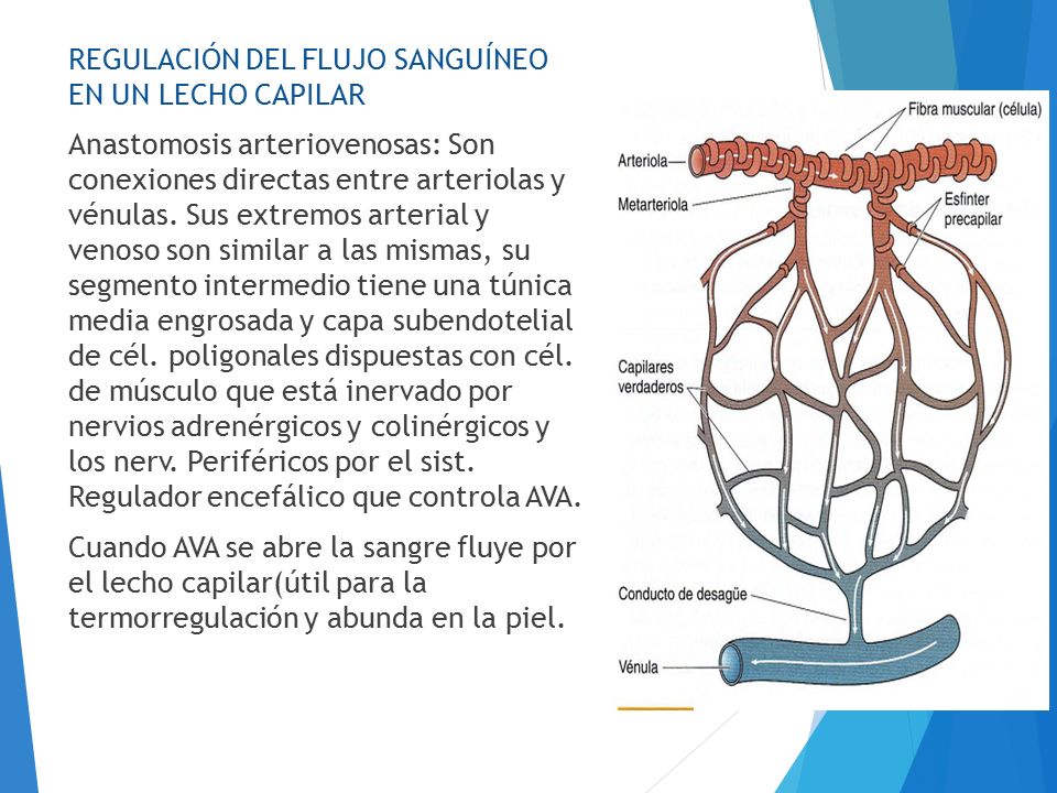 REGULACIÓN DEL FLUJO SANGUÍNEO EN UN LECHO CAPILAR Anastomosis arteriovenosas: Son conexiones directas entre arteriolas y vénulas.
