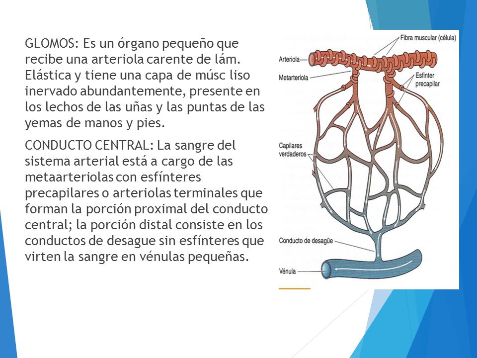 GLOMOS: Es un órgano pequeño que recibe una arteriola carente de lám