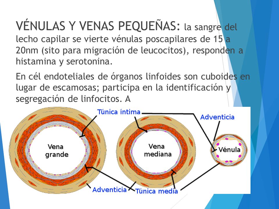 VÉNULAS Y VENAS PEQUEÑAS: la sangre del lecho capilar se vierte vénulas poscapilares de 15 a 20nm (sito para migración de leucocitos), responden a histamina y serotonina.