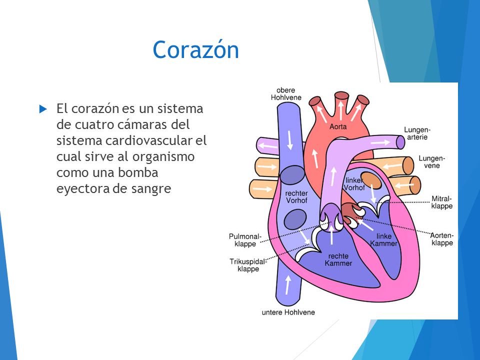 Corazón El corazón es un sistema de cuatro cámaras del sistema cardiovascular el cual sirve al organismo como una bomba eyectora de sangre.