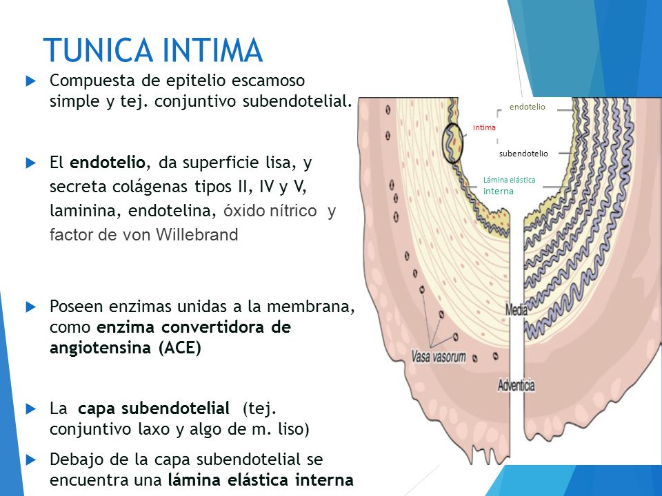 TUNICA INTIMA Compuesta de epitelio escamoso simple y tej. conjuntivo subendotelial.