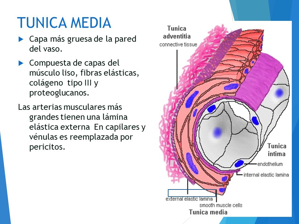 TUNICA MEDIA Capa más gruesa de la pared del vaso.