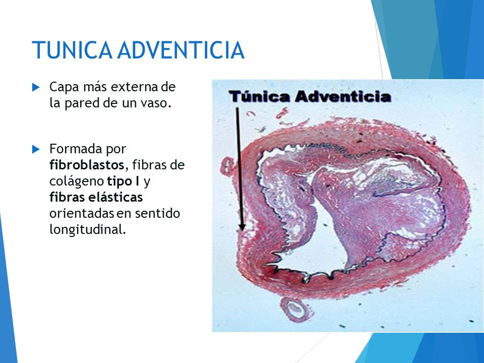 TUNICA ADVENTICIA Capa más externa de la pared de un vaso.