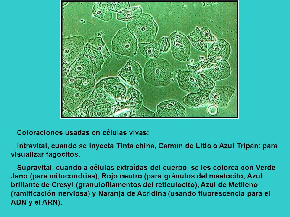Coloraciones usadas en células vivas: