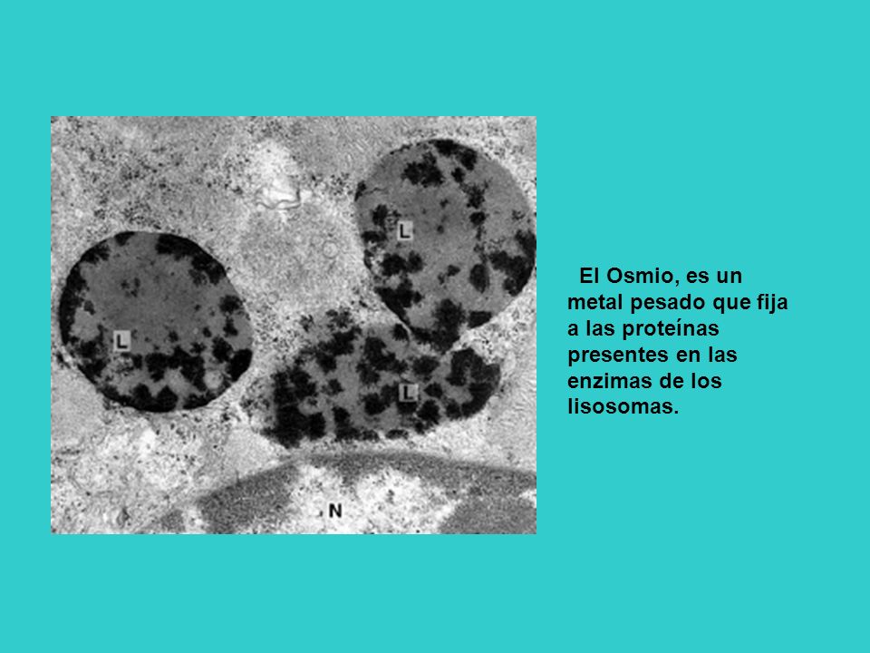 El Osmio, es un metal pesado que fija a las proteínas presentes en las enzimas de los lisosomas.