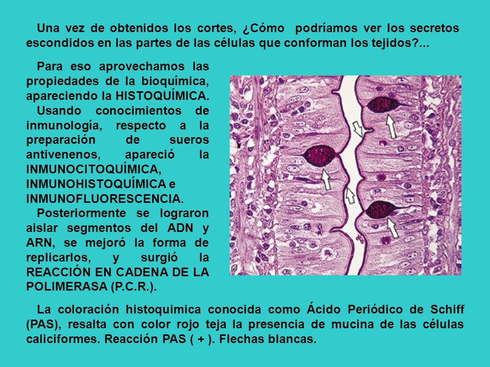 Una vez de obtenidos los cortes, ¿Cómo podríamos ver los secretos escondidos en las partes de las células que conforman los tejidos ...